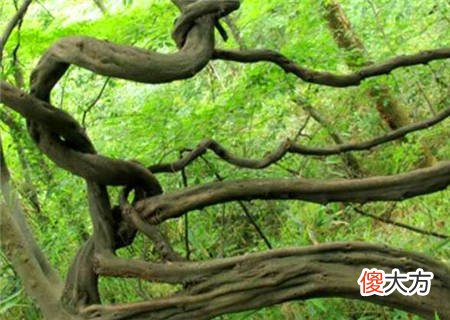 乙木的喜忌