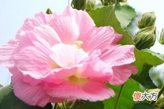 酉时出生的女孩命运