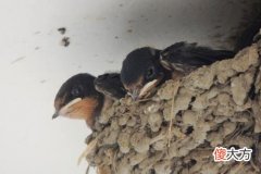 家里有燕子窝说要发财 这是真的吗？